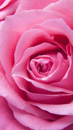     РОЗА РОЗОВАЯ  Papers.co-ne43-flower-pink-rose-zoom-love-33-iphone6-wallpaper-250x444