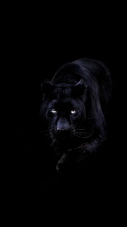 Featured image of post Iphone 6 Black Jaguar Wallpaper Download iphone 6s wallpapers hd beautiful and cool high quality background images collection for your device