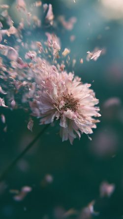 Art Flower Petals Bokeh Soft Drift Pink Macro