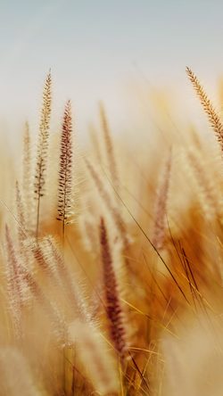 nj88-rye-field-bokeh-fruit-yellow-ripe-gold