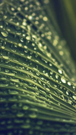 nk93-leaf-rain-summer-green-blue-bokeh-nature