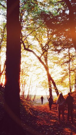 nm46-hiking-mountain-wood-sunset-nature-flare