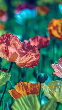 nm65-flower-spring-nature-color-lovely