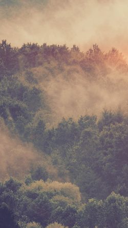 Forest Wood Fog Nature Green Mountain Blue