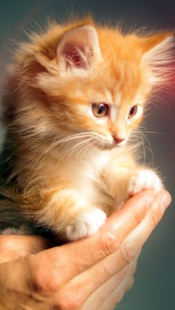 Animal Cute Kitten Cat Nature Flare