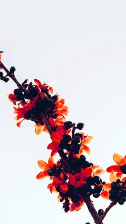 Flower Tree Red Nature