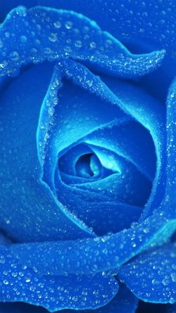 Rose Blue Rain Zoom Closeup Nature