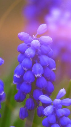 Flower Muscari Grape Hyacinth Blossom Nature Blue