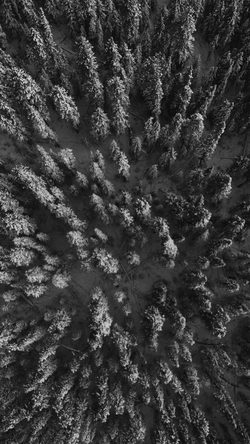 Earthview Wood Forest Nature BW Dark