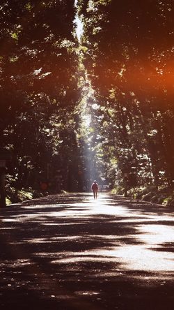 Forest Walking Summer Sunny Nature Dark Flare