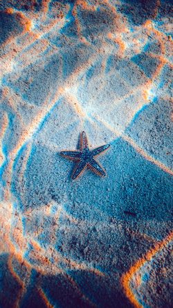 Starfish Sea Beach Nature