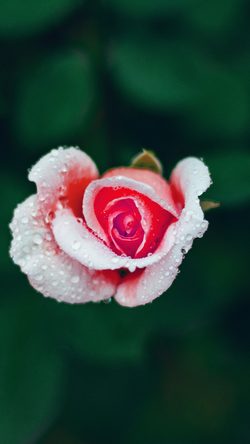 Flower Rose Summer Nature
