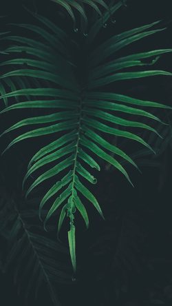 Leaf Tree Dark Nature Blue