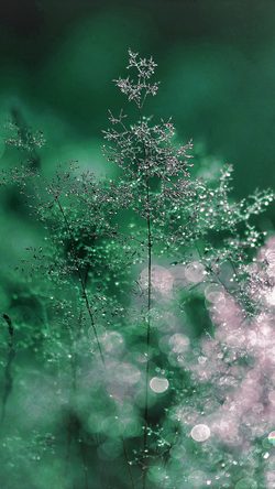 Snow Bokeh Light Beautiful Nature Green