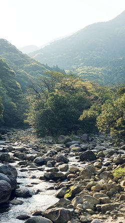 Mountain Wood Forest Water Rock Nature