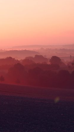 Country Senset Tree Nature Red