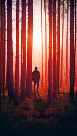 Wood Tree Man Night Nature Red