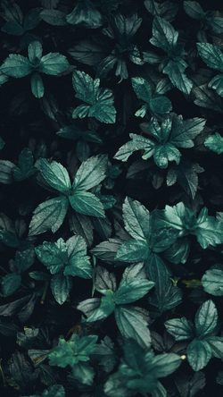 nz15-leaf-summer-dark-tree-nature-green