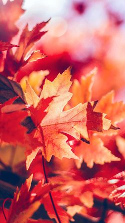 Maple Leaf Flower Red Fall Autumn Nature Bokeh