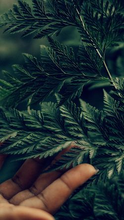 Leaf Forest Tree Hand Green Nature Summer