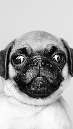 Animal Dog Pug Cute Nature BW