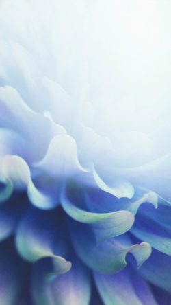 Nature Flower Pink Leaf Bokeh Lovely Blue