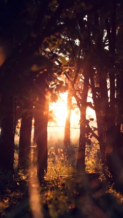 Nature Fall Sunset Light Tree Bokeh