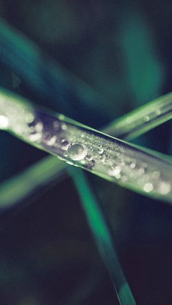 Nature Green Lawn Leaf Flower Bokeh Blue