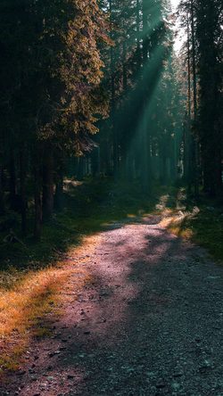 Nature Wood Light Morning