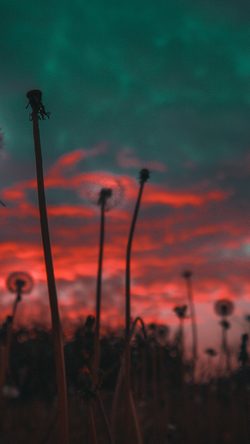 Nature Sunset Flower Sad