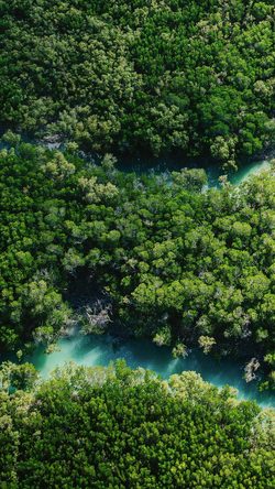 Nature Green Forest River Aerial Lush