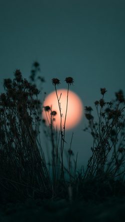 Nature Thedark A Vertical Low Angle Shot OF Sunset Silhouette Flower Grass Dusk Moody