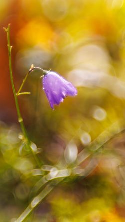 Blur Flower Bokeh WM Beautiful Covered IN AN Purple Softfocus Macro Nature