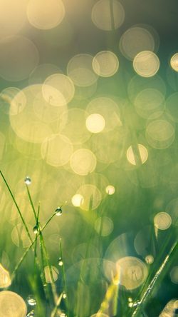 Blur Pxh Bokeh Grass Green Sunlight Dew