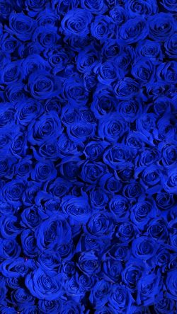 vo44-rose-blue-pattern