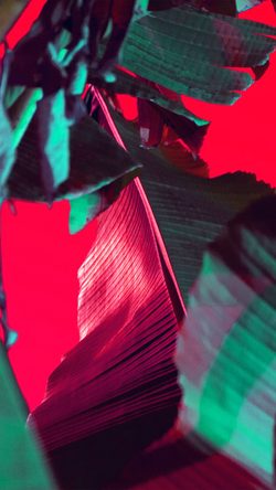 wa88-leaf-color-pattern-background-red